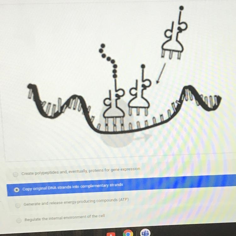 The model shows a cellular process that occurs in every cell in eukaryotic organisms-example-1