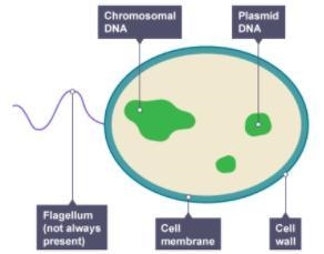 Which cell part does a bacterial cell have in common with a plant cell but not an-example-1