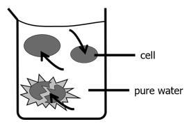 A student draws a model of cells in a solution. The arrows indicate the direction-example-1