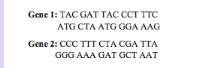 Do the genes code for the same proteins? 1. Yes 2. No-example-1