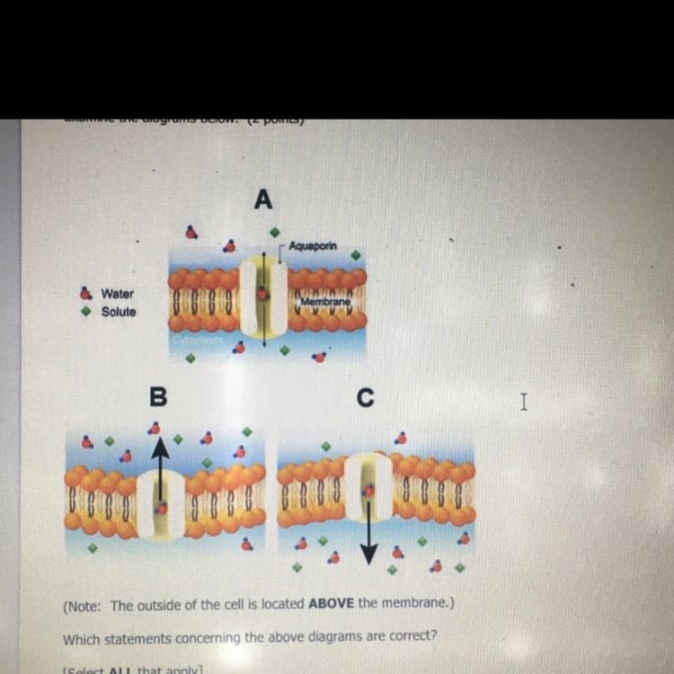 [Select ALL That Apply] A.Diagram B has a Greater concentration of solute on in the-example-1