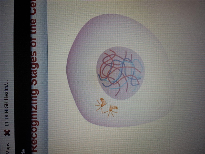 In which stage of the cell cycle is this cell?-example-1