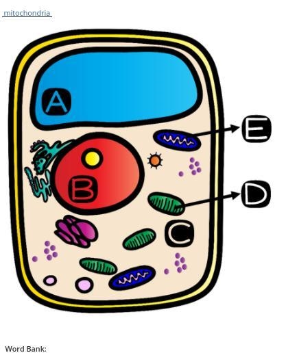 NEED HELP ASAP Is the cell in question 24 an animal or a plant cell? Provide 2 pieces-example-1