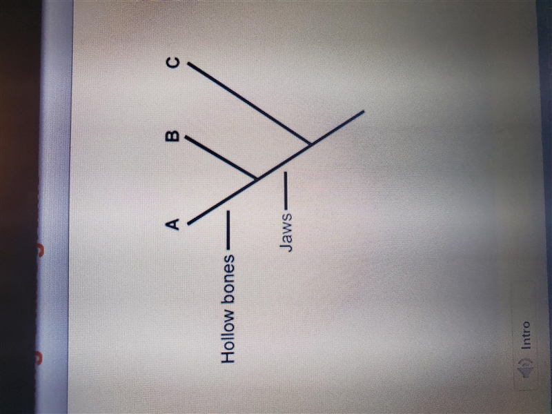 Which statement describes species B? A. It has hollow bones and jaws B. It has jaws-example-1