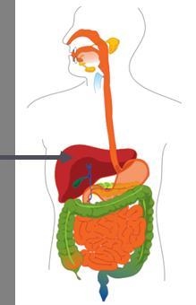 Which exocrine gland is indicated by the arrow? pancreas salivary glands liver lacrimal-example-1