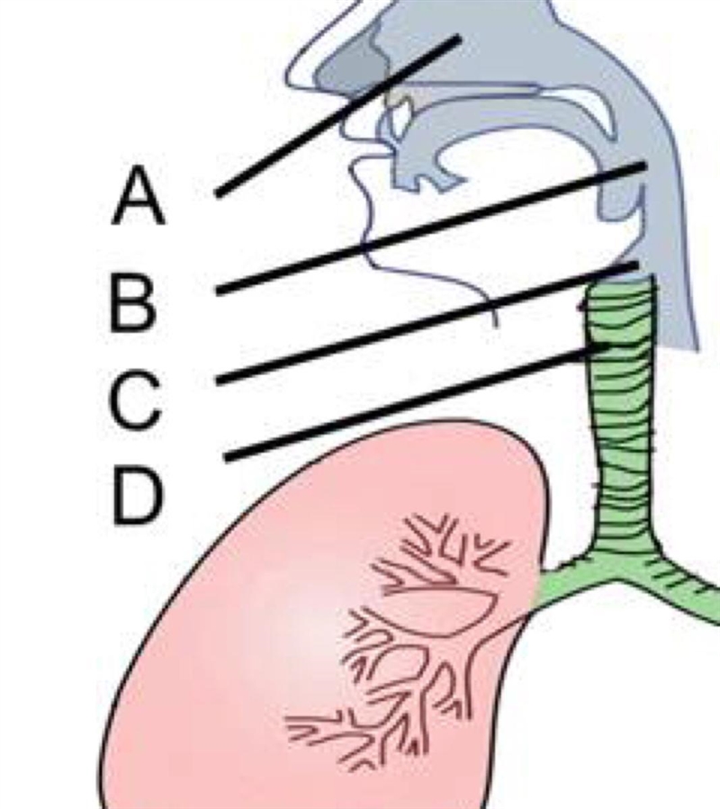 What is the function of the part that is labeled A? A. Moisten and filters incoming-example-1