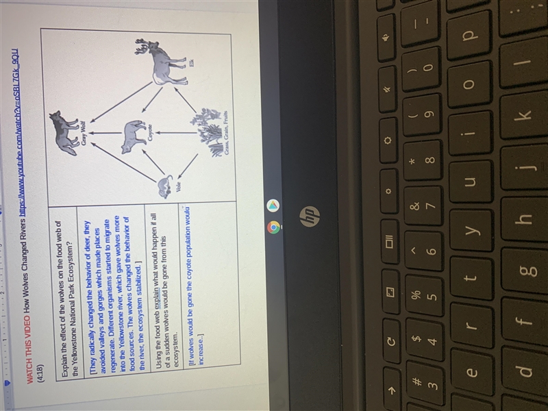 Using the food web explain what would happen if all of a sudden wolves would be gone-example-1