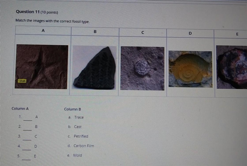 Match the images with the correct fossil type ​-example-1