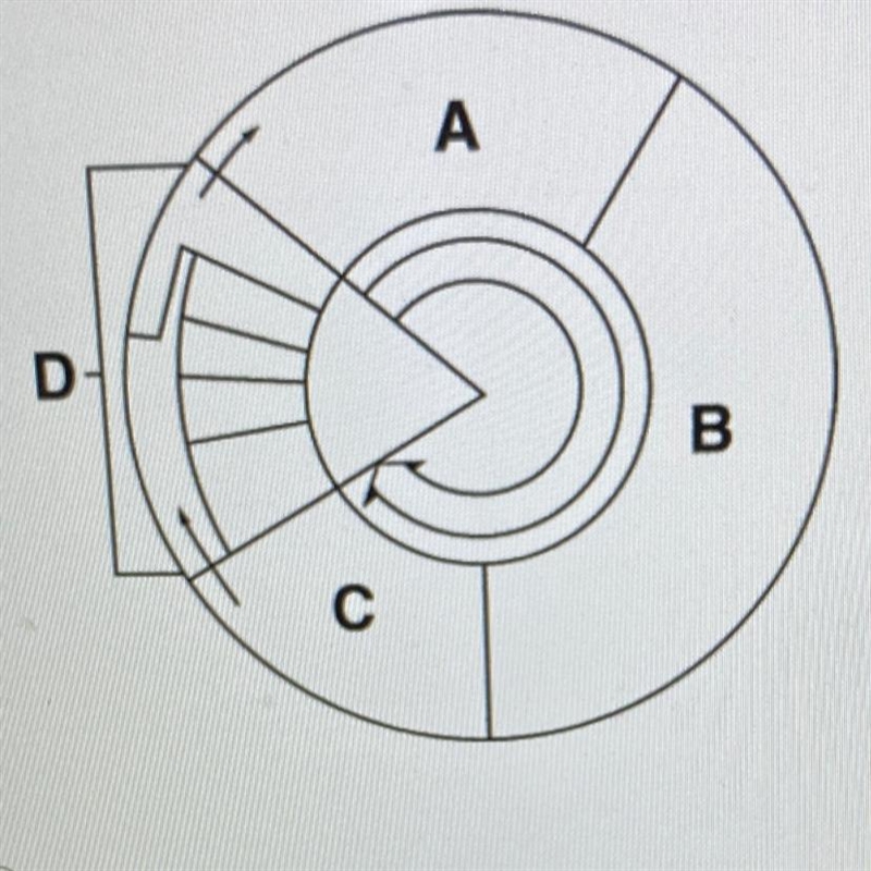 In the diagram below, cell division is represented by what letter? A D B. с a A-example-1