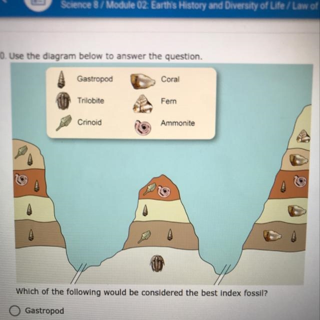 PLEASE HELP!!! Which of the following would be considered the best index fossil? Gastropod-example-1