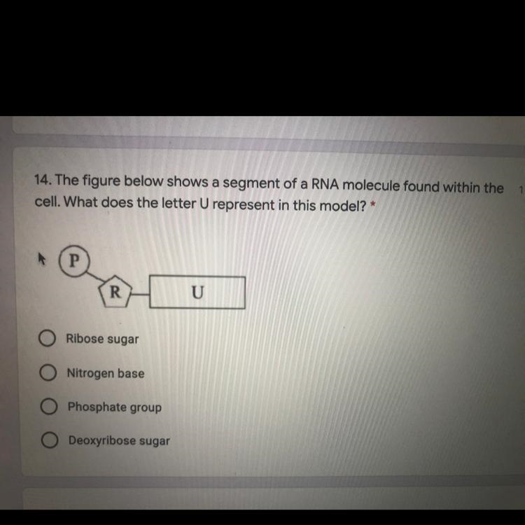 What does the letter U represent? Ribose sugar Nitrogen base Phosphate group Deoxyribose-example-1