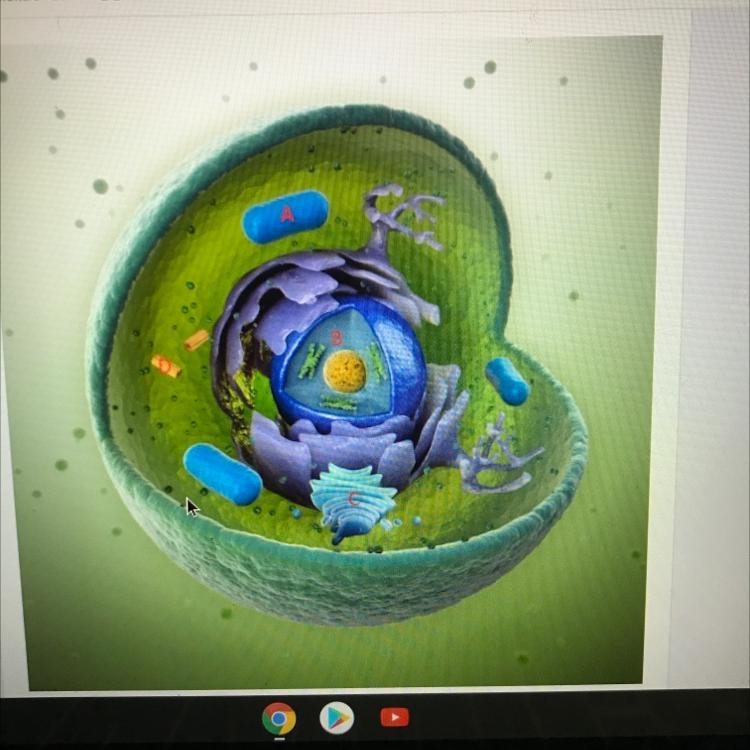 Examine figure 1 below. Which houses the DNA.-example-1