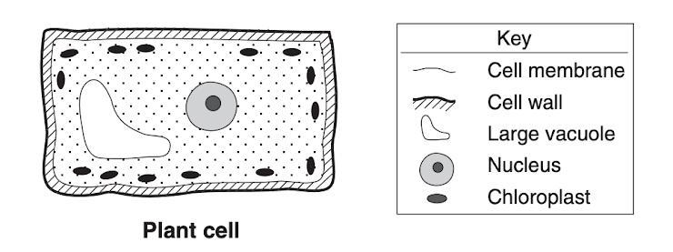 The diagram shows a typical plant cell and its part. Which choice below identifies-example-1