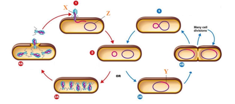 Use the image below to answer questions 4-6. In Step 1, you see the bacteriophage-example-1