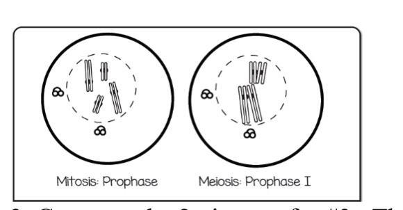 Compare the two pictures above. These show the beginning of mitosis and meiosis. How-example-1