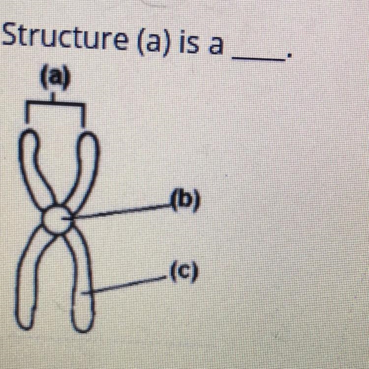 A) chromatin b) chromosome c) centromere d) chromatid-example-1