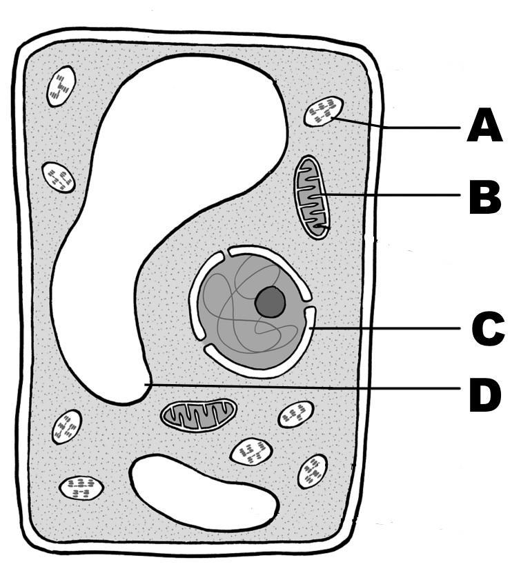 NEED HELP DUE TODAY PLZ HELP ME I AM STUCK PLZ PLZ PLZ HELP ME!!!! If a cellular toxin-example-1