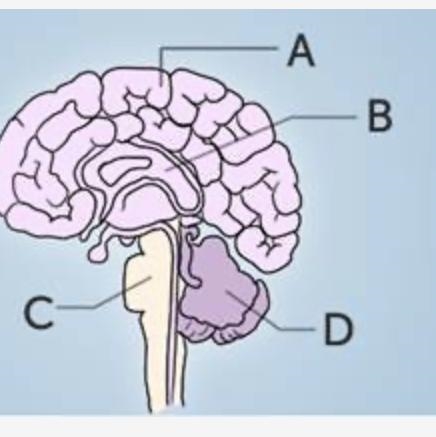 Identify the cerebral cortex in the diagram of the brain below. A marks the top of-example-1