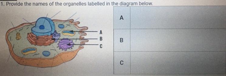 Provide the names of the organelles labelled in the diagram above.-example-1