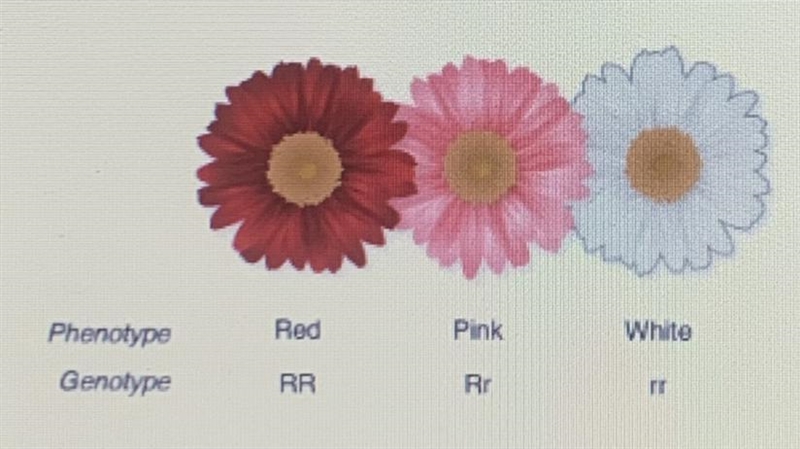 The non-Mendelian inheritance shown in the picture below describes A. Polygenic Traits-example-1