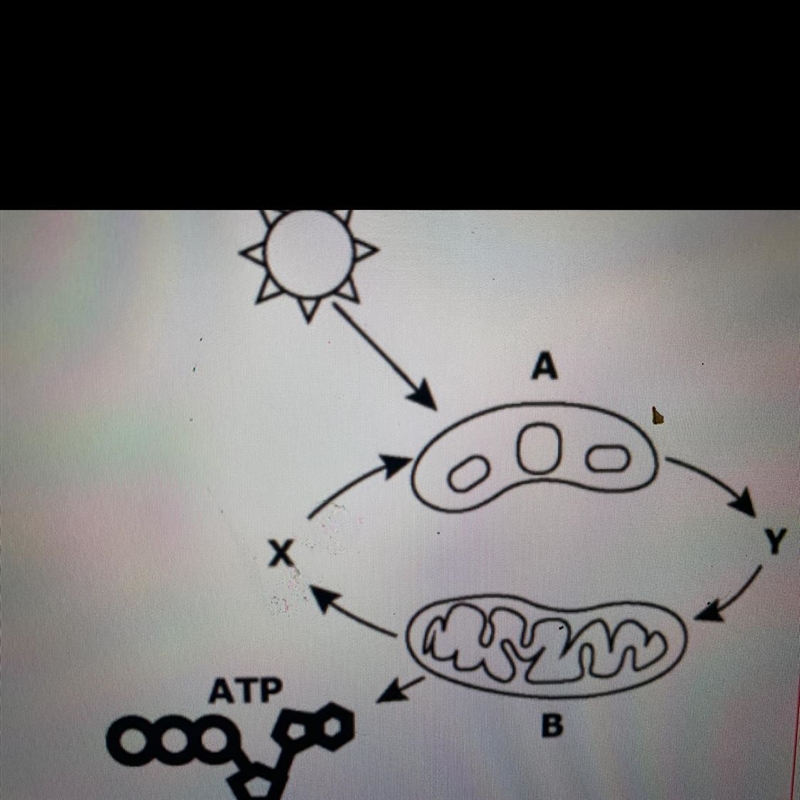 Analyze the graphic above. What are the chemicals represents by the Y?-example-1