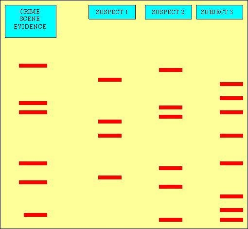 Using Figure 1, which of the following does the Crime Scene Evidence belong to? * Suspect-example-1