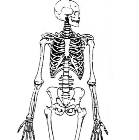 2. Examine the arm bones of the two skeletons. Was Grandmother right- or left-handed-example-1