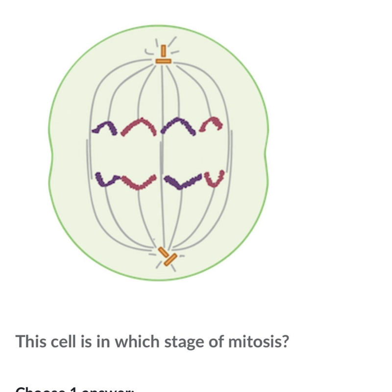 This cell is in which stage of mitosis ?-example-1