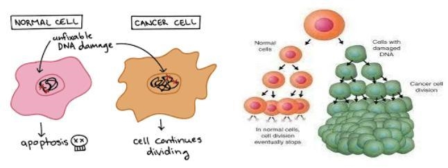 What can normal cells do that cancer cells cannot? Use evidence from the picture-example-1