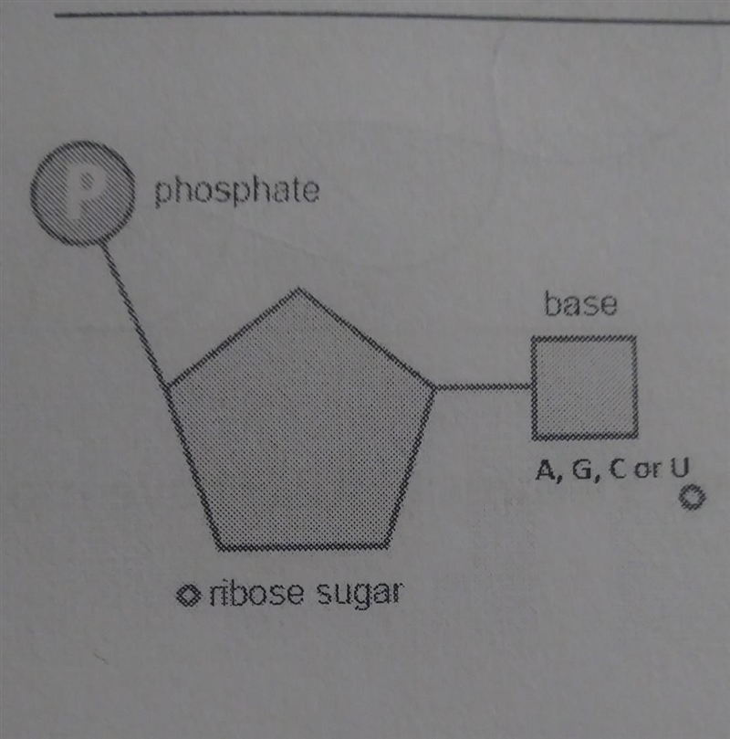 What molecule is this???​-example-1