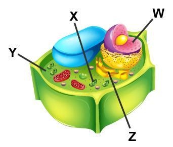 Examine the diagram of a cell. Which accurately labels the cytoplasm? W X Y Z-example-1