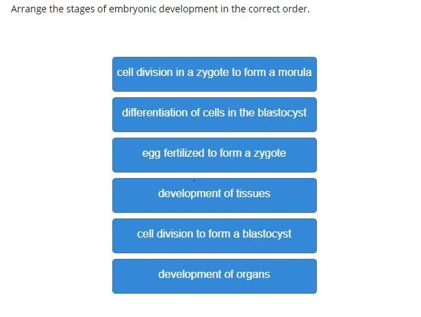 Arrange the stages of embryonic development in the correct order.-example-1