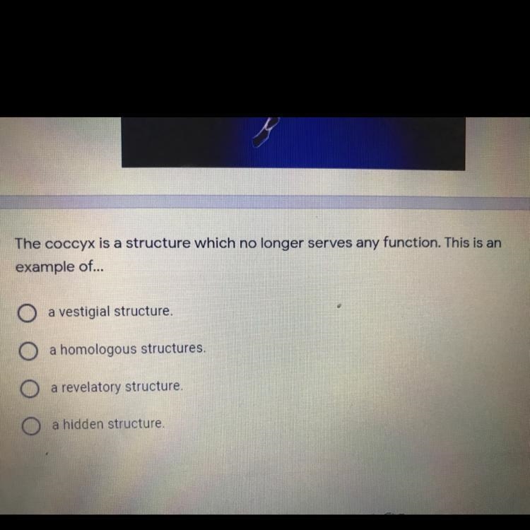 (PLEASE HELP ASAPP!!!!) The coccyx is a structure which no longer serves any function-example-1