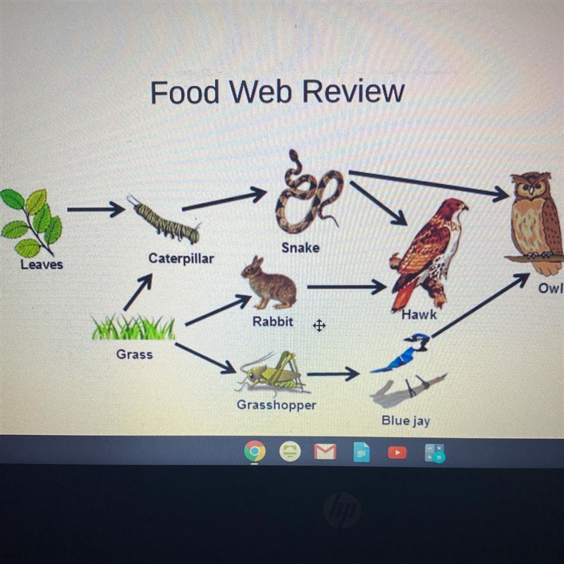 1. Which are the producers (autotrophs) in the food web above? 2. Which are the consumers-example-1