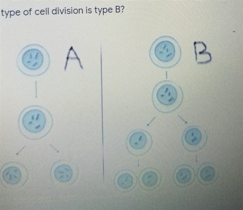 What type of cell division is b​-example-1