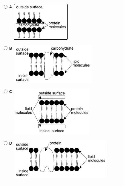 The cell membrane has a complex structure that allows it to carry out its function-example-1