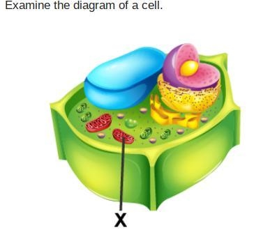 Which organelle is marked with an X? Golgi body mitochondrion nucleus vacuole-example-1