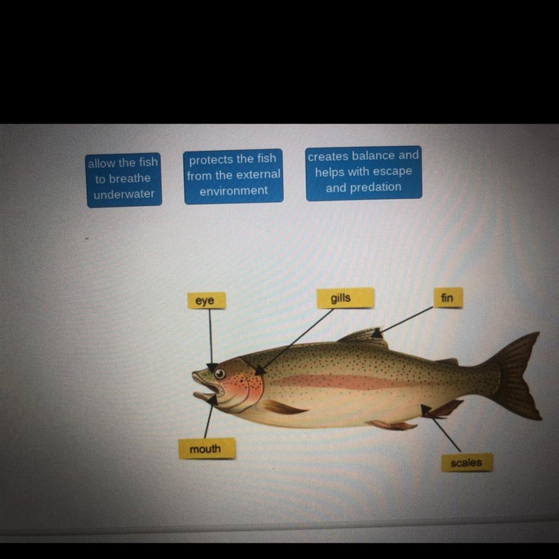 Drag each tile to the correct location. Fish developed many characteristics for survival-example-1