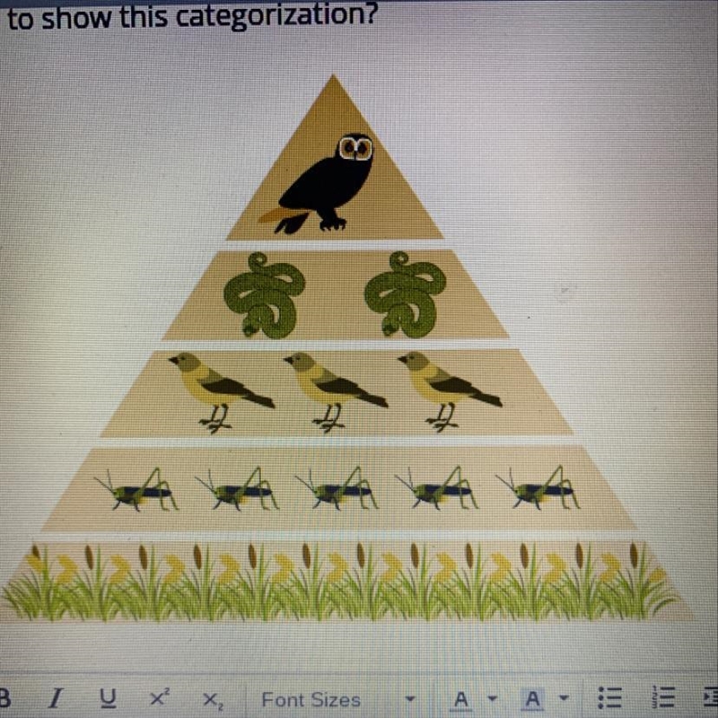 This trophies pyramid shows the different types of organisms in an ecosystem. Why-example-1