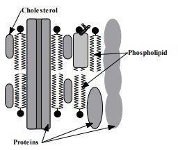 The drawing below illustrates a small portion of the molecules that make up a cell-example-1