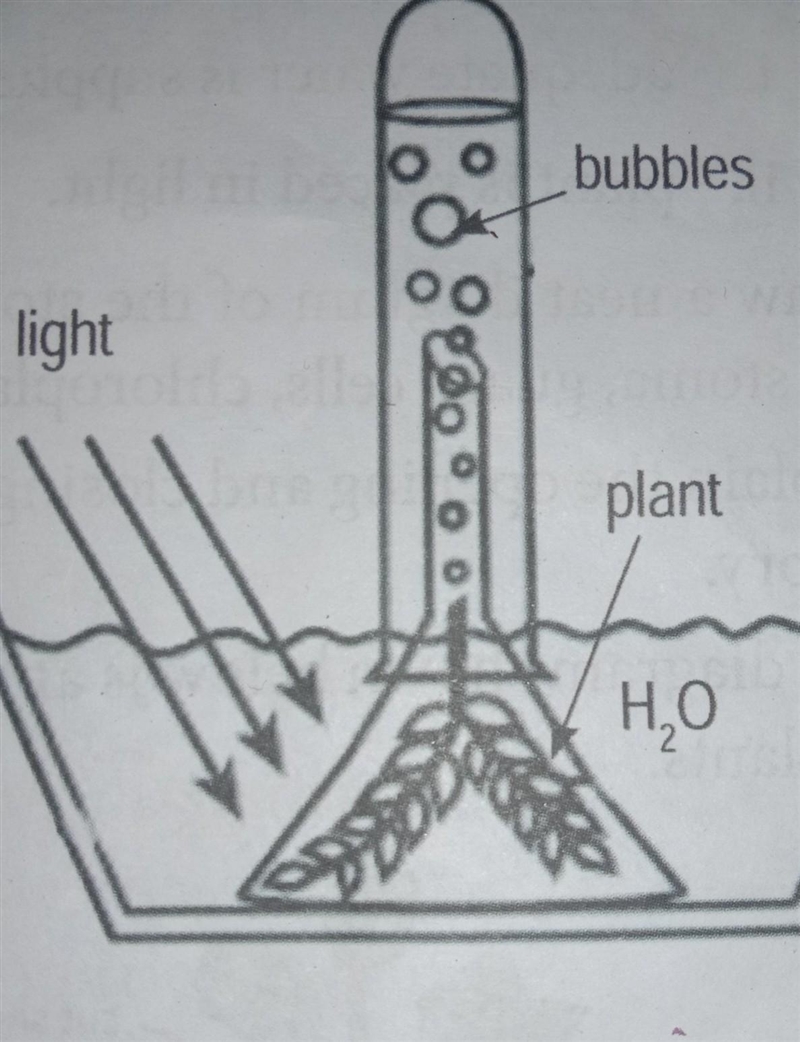 Define the process of the above diagram​-example-1