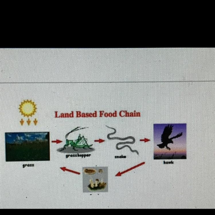 In the food chain, we would classify plants as ___ and the animals as ___. A.producers-example-1