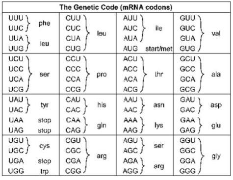 11. Look at problem 10. What if the mRNA had a frameshift mutation and lost the 3rd-example-1