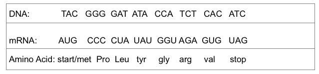 11. Look at problem 10. What if the mRNA had a frameshift mutation and lost the 3rd-example-2