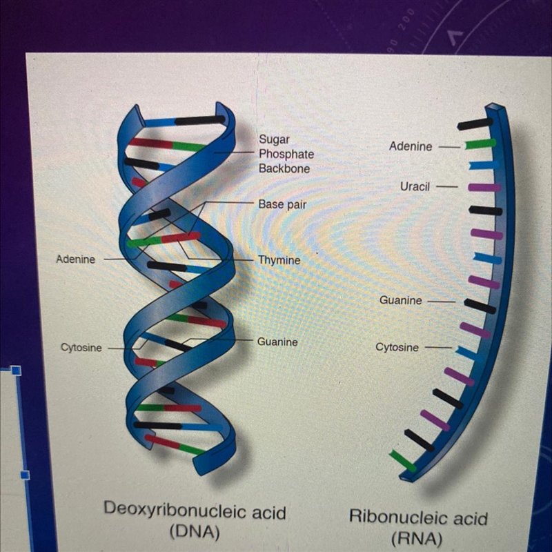 What is the function of Nucleic Acids?-example-1