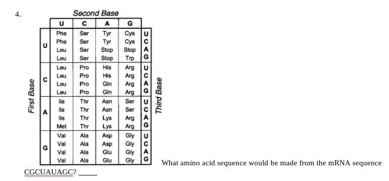 What amino acid sequence would be made from the mRNA sequence CGCUAUAGC?-example-1