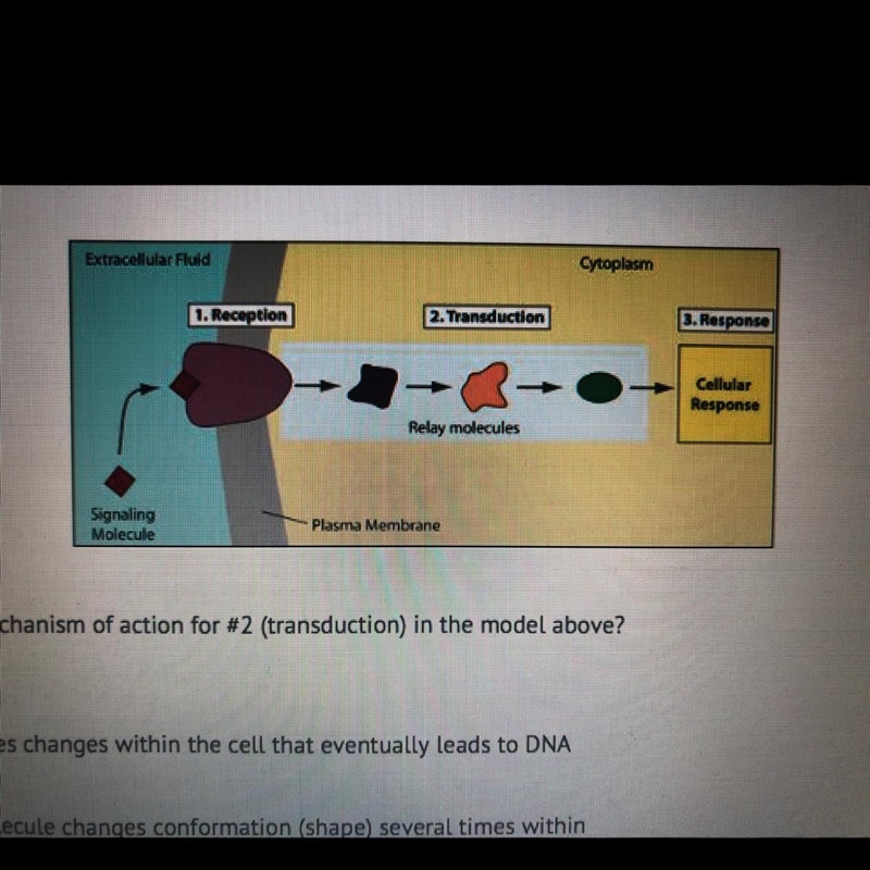 What is the most likely mechanism of action for #2 (transduction) in the model above-example-1