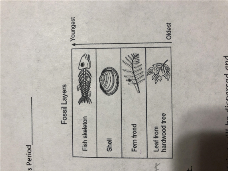 Based on the fossil layers shown here, what can you conclude about the changes to-example-1