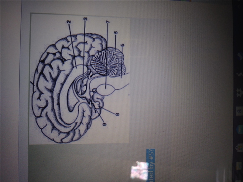 What structure is found in the area designated by #7? A) cerebellum B) brain stem-example-1