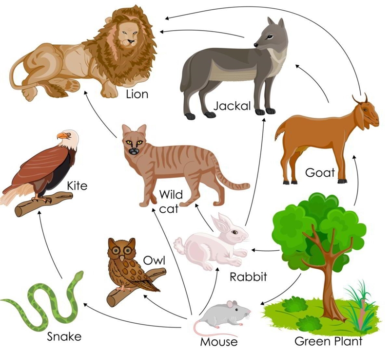 What are the first or primary consumers in the food web below?(pic) green plant mouse-example-1